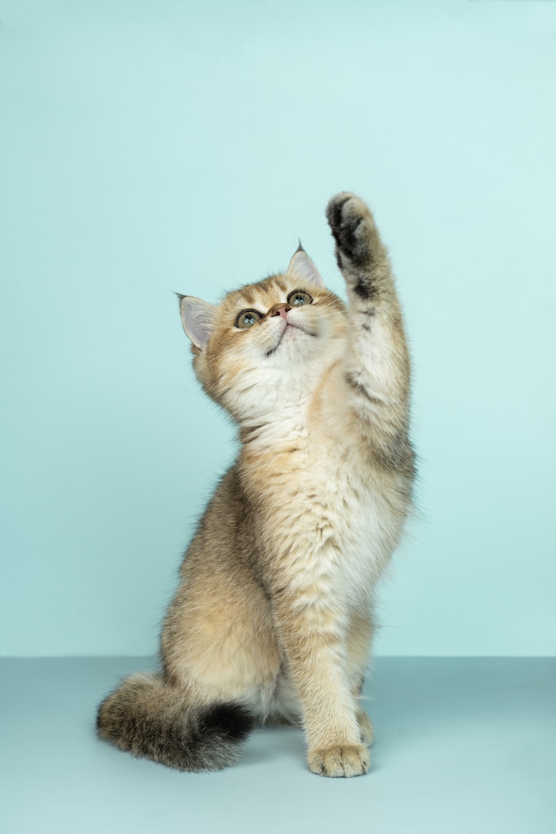 Katze kuschelt
