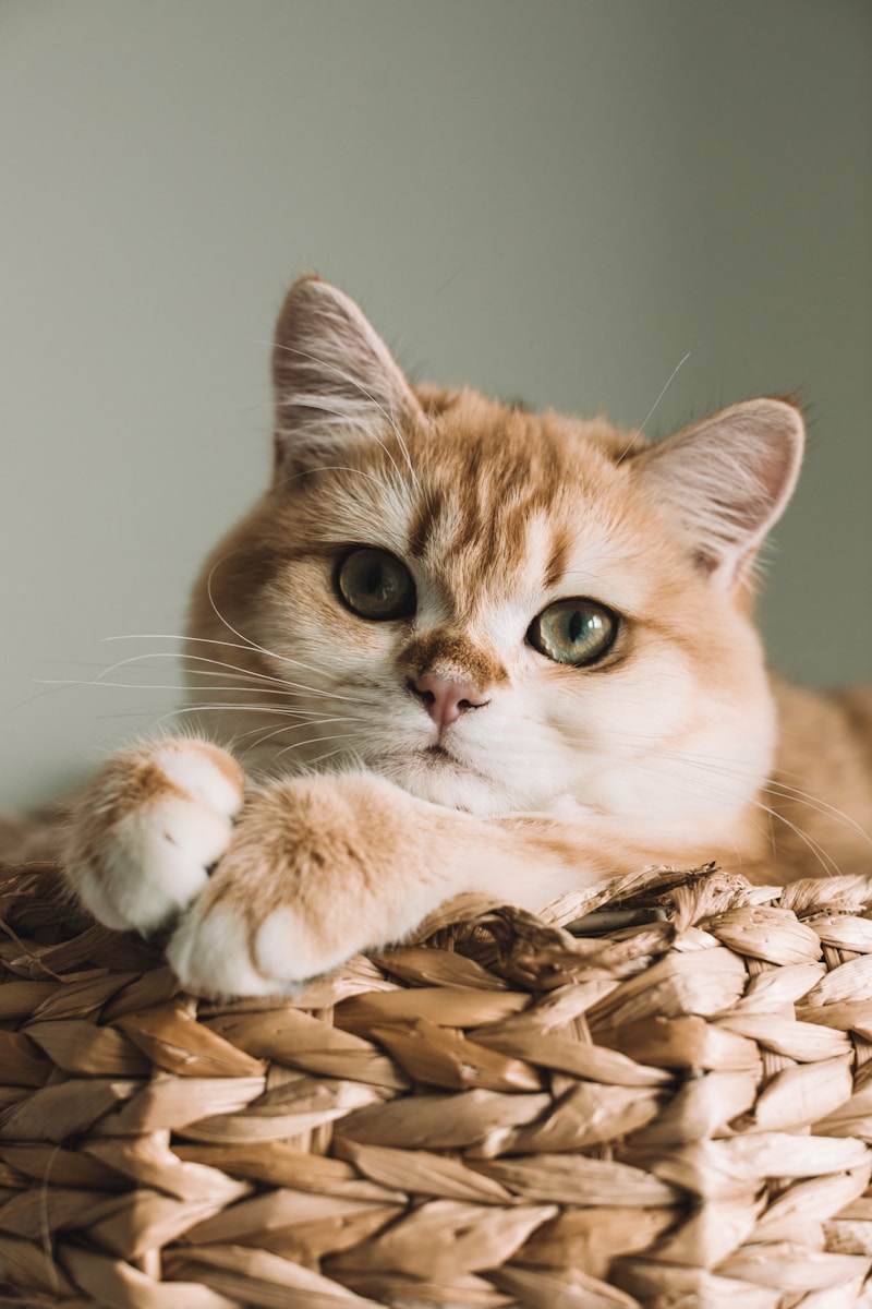 Charlie - Maine Coon