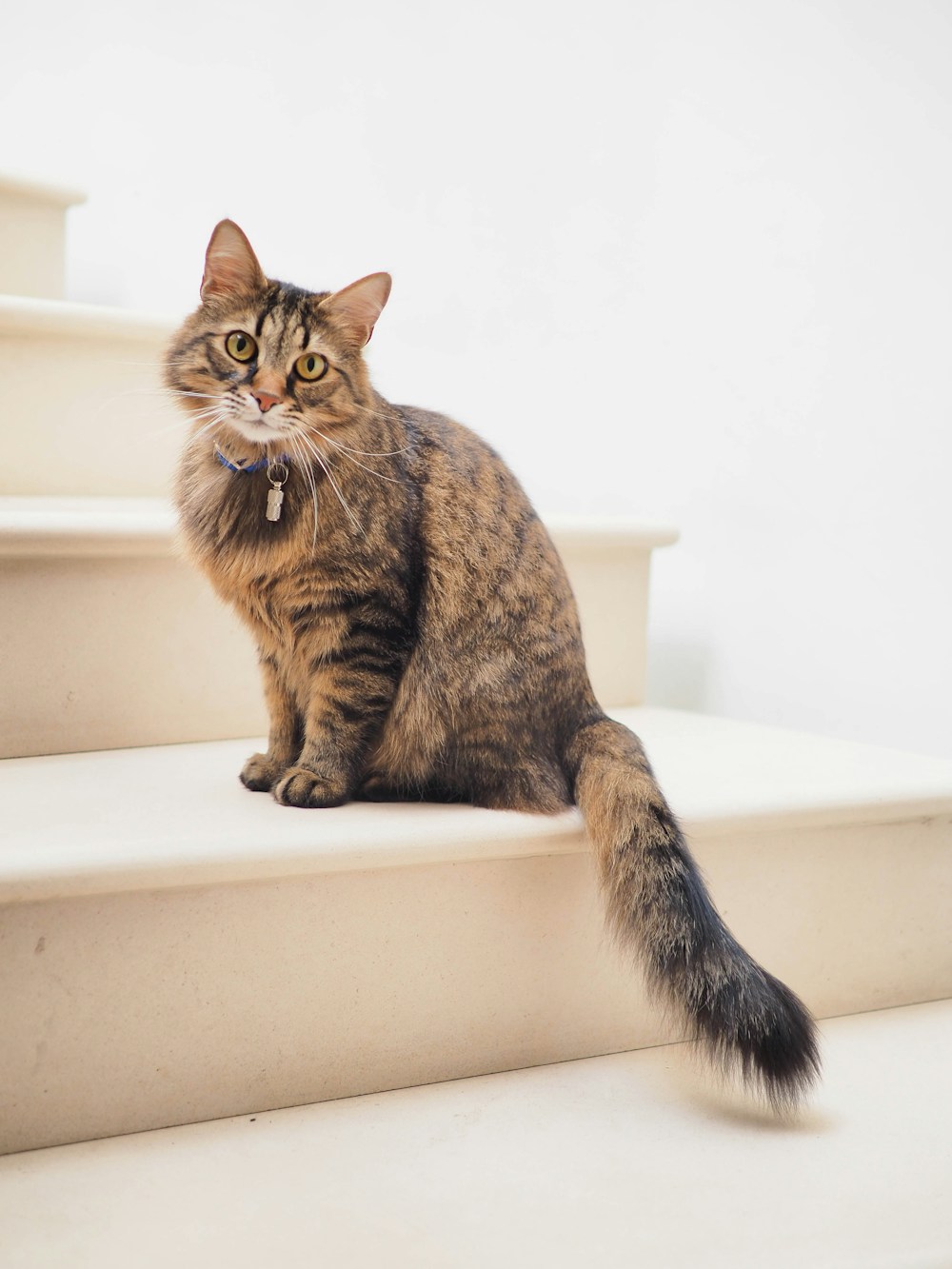 Katzen zusammen